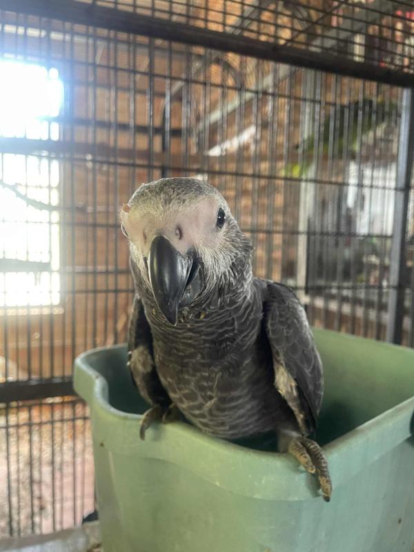 African Grey parrot
