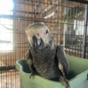 African Grey parrot