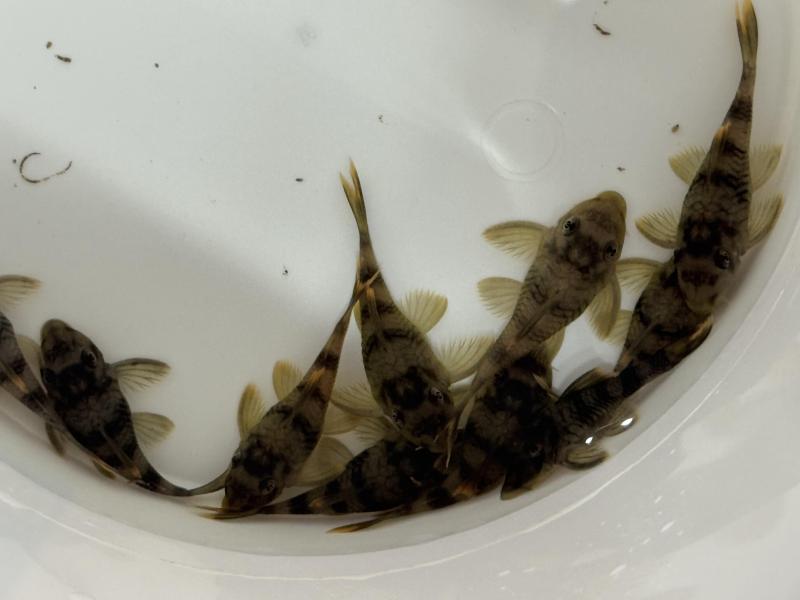 L076 Orange Seam Pleco