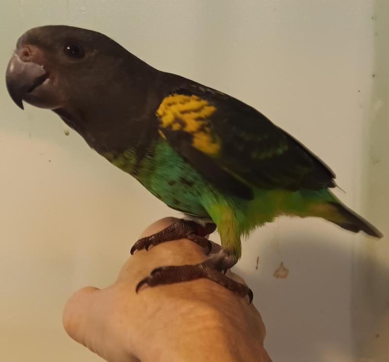 Myers parrot handraised male