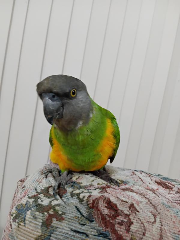 Senegal parrot handraised female