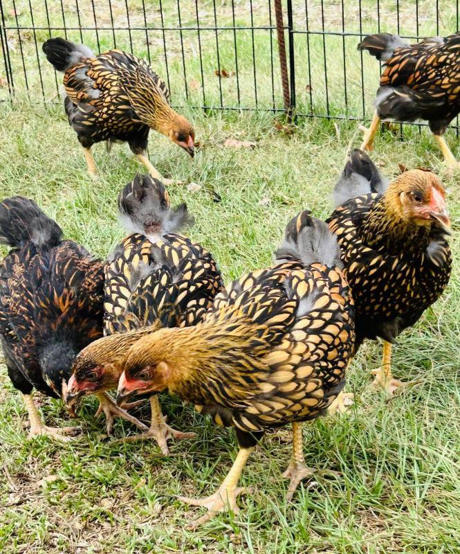 STANDARD SIZE GOLD LACED PULLETS FOR SALE
