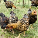 STANDARD SIZE GOLD LACED PULLETS FOR SALE
