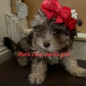 Choc Merle imported yorkie puppies