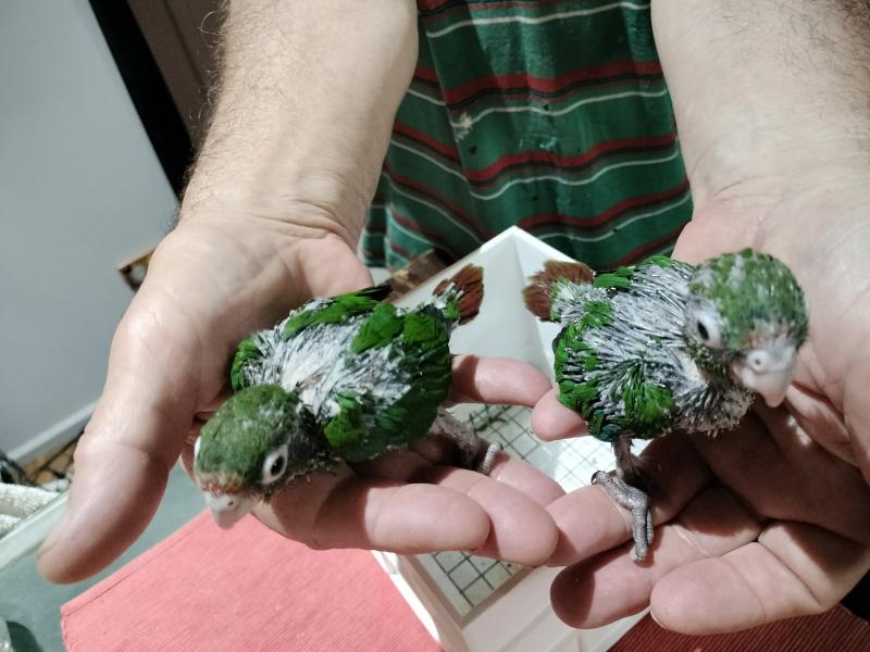 Rose-crowned Conure Babies