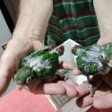 Rose-crowned Conure Babies