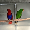 Aruensis Eclectus pair make an offer