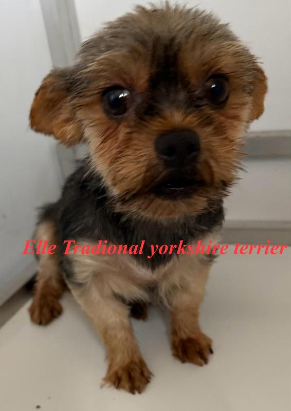 Yorkshire terrier female