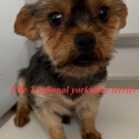 Yorkshire terrier female