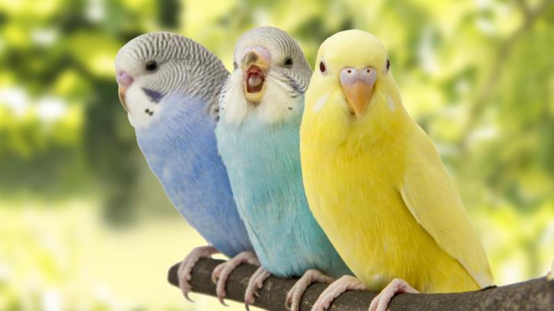 WANTED- bulk cockatiels and Budgies