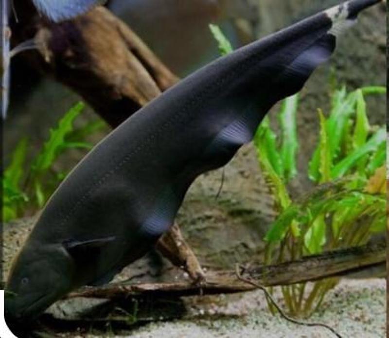 Large Fish tank shutdown