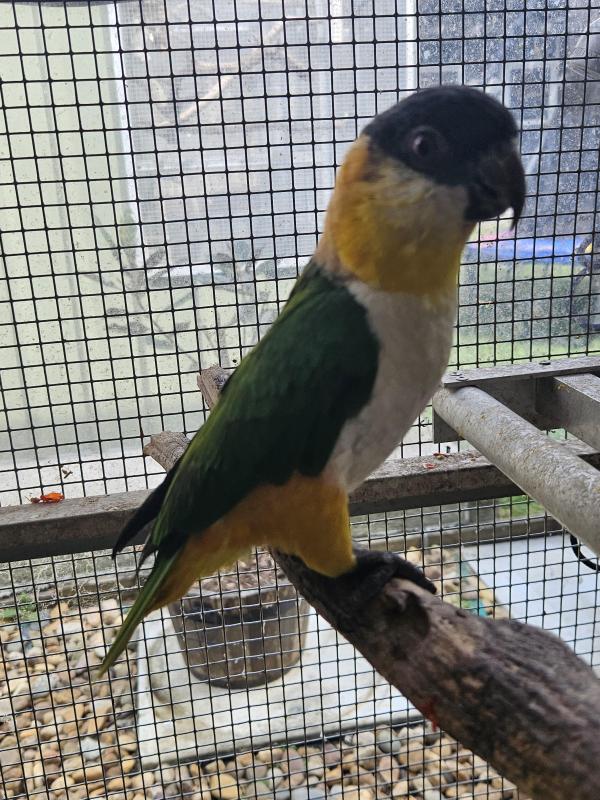 Black Headed Caique Hen