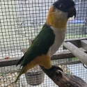 Black Headed Caique Hen