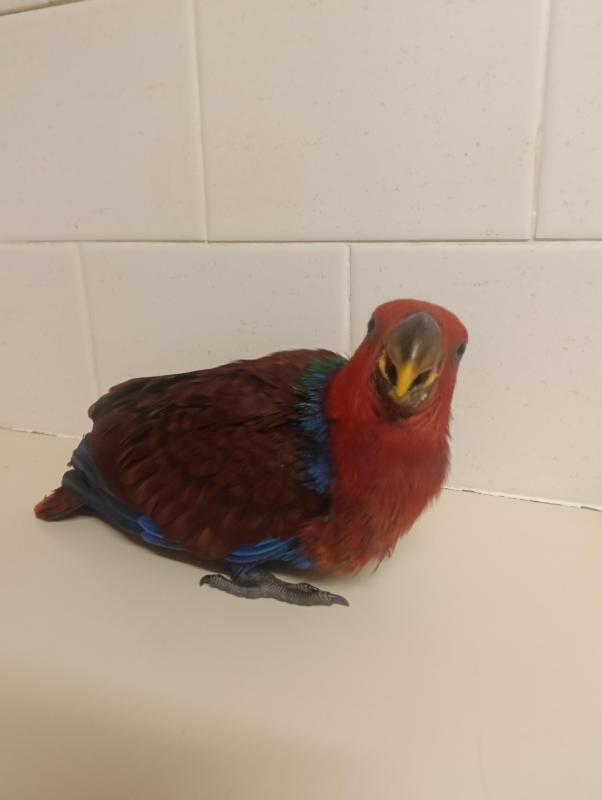 Female eclectus parrot hand-raised
