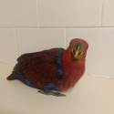 Female eclectus parrot hand-raised