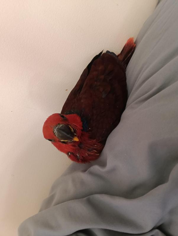 Female eclectus parrot hand-raised