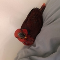 Female eclectus parrot hand-raised