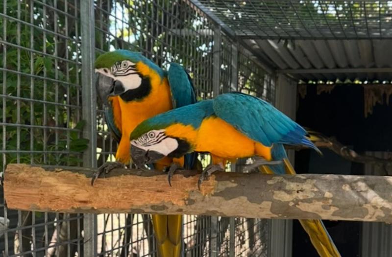 Blue and gold macaws pairs