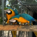 Blue and gold macaws pairs
