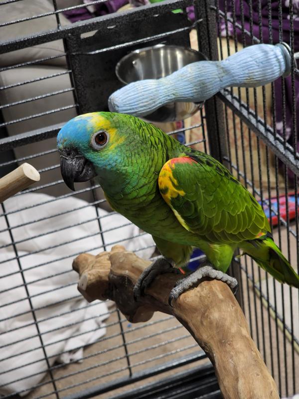 Beautiful Blue Fronted Amazon Male Parrot
