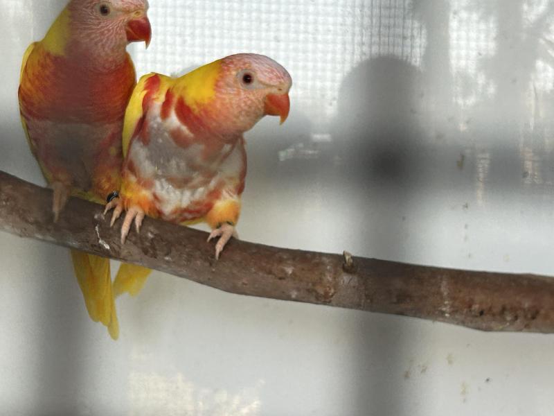 Pr lutino rainbow lorrikets