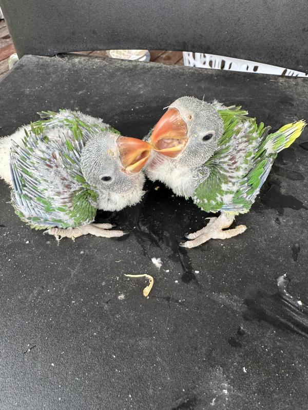 Baby Alaxandrnie parrot