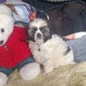 Bichon/Moodle x ShihTzu/Maltese Boys & Girls