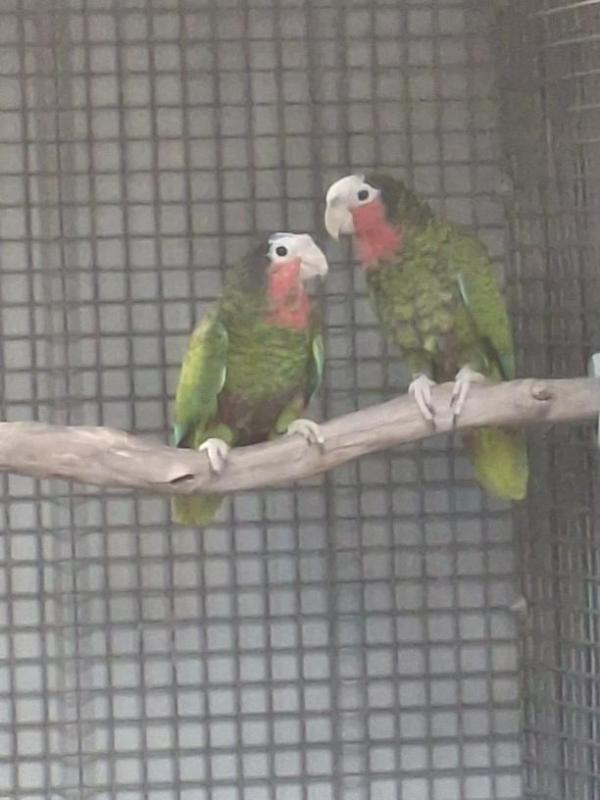 Mated pair Cuban Amazon's