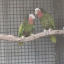 Mated pair Cuban Amazon's