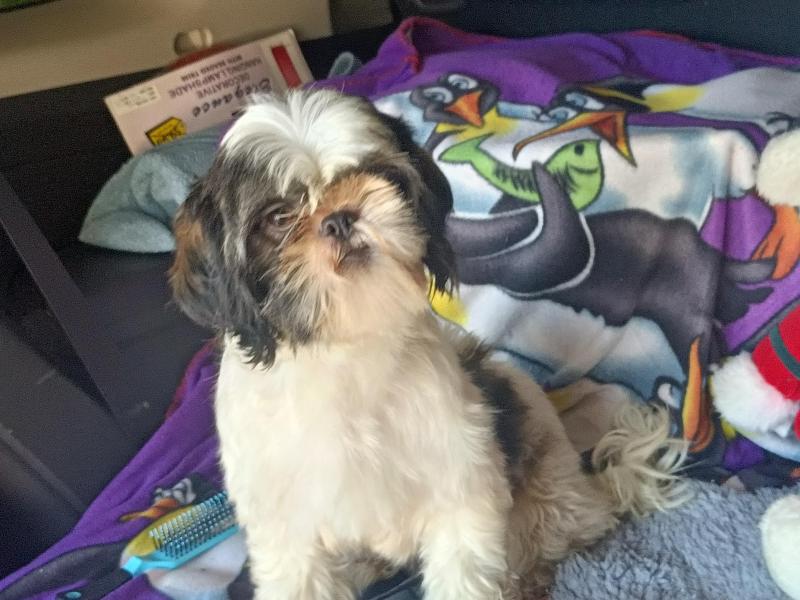 Adult Maltese/ShihTzu Entire Girl