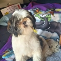 Adult Maltese/ShihTzu Entire Girl