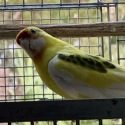 EASTERN ROSELLA MUTATIONS