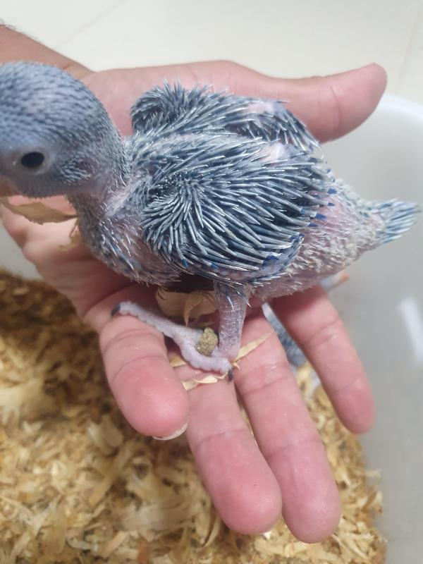 Indian ringneck Babies