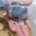 Indian ringneck Babies