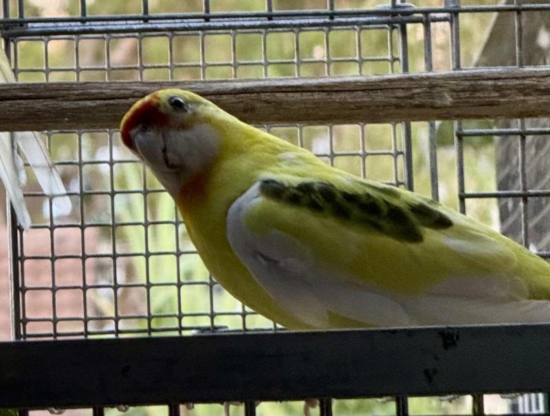 EASTERN ROSELLA MUTATIONS