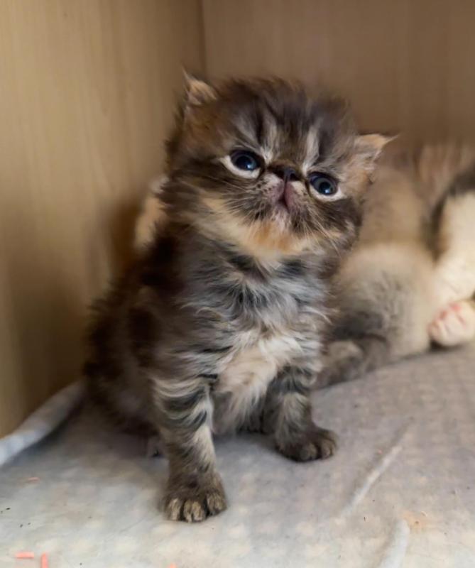 Gorgeous Persian Kittens