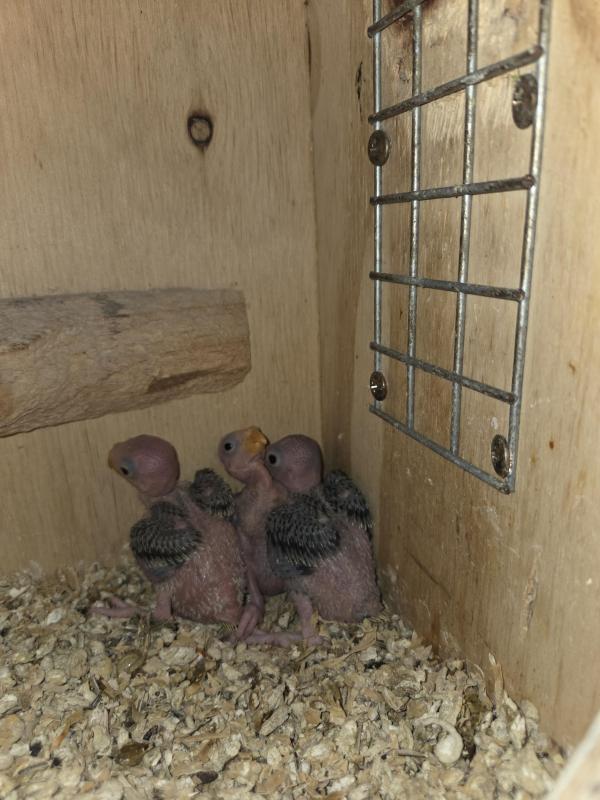 Plumheads greygreen Handraisers