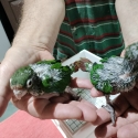 Rose-crowned Conure Babies