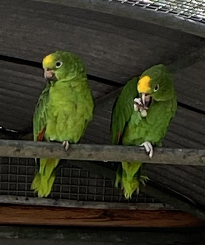 YELLOW CROWN AMAZON Pair