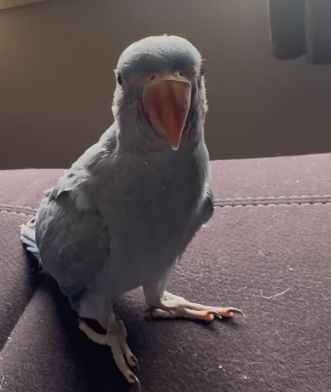 Handraised Indian ringnecks