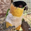 Female black headed caique