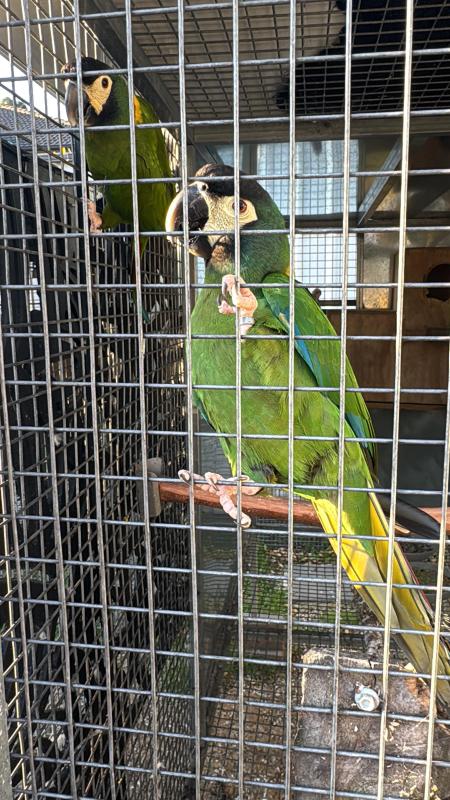 Yellow collared macaws