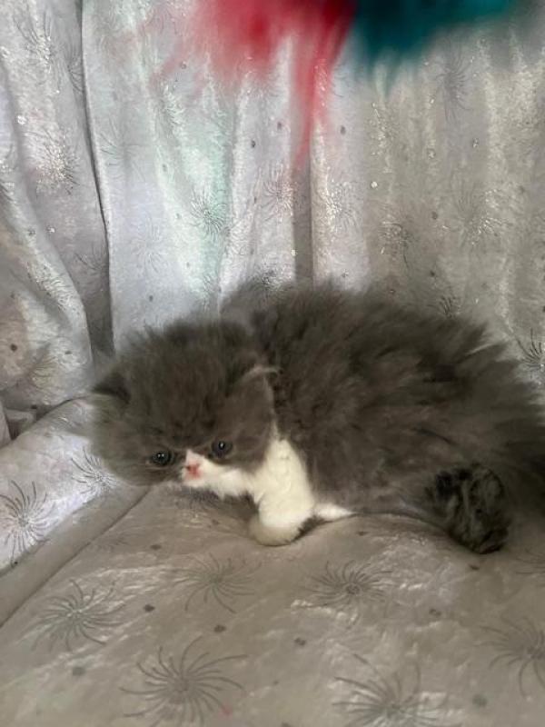 exotic and persian kittens available