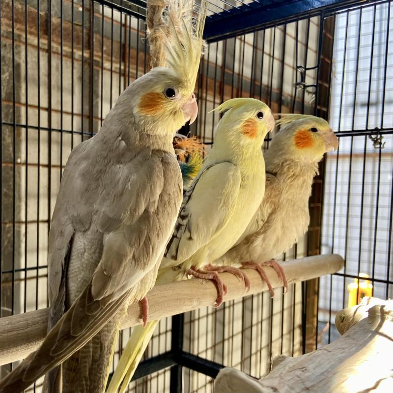 Hand Raised Cockatiels at Radleys