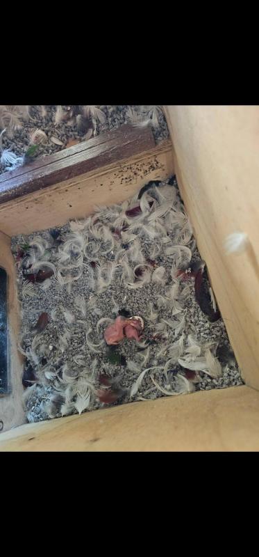 Eclectus for sale or swap