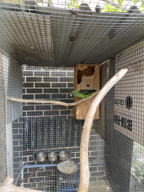 Genuine breeding pairs Blackwings Jardin