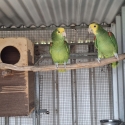 DOUBLE YELLOW HEADED AMAZON PAIR