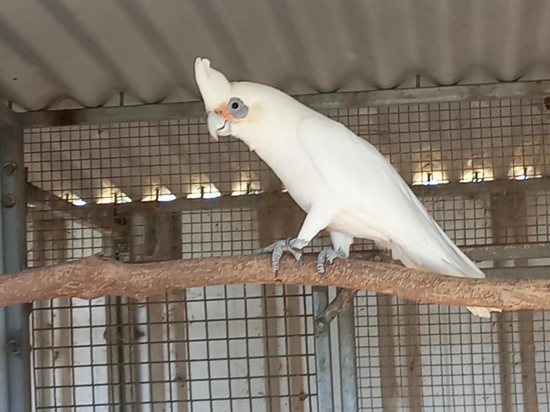 LITTLE CORELLA MALE