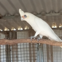 LITTLE CORELLA MALE