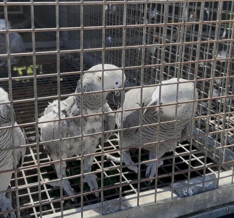 African Grey Bonded pair